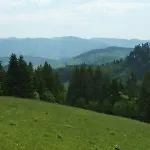 Behringer's Traube